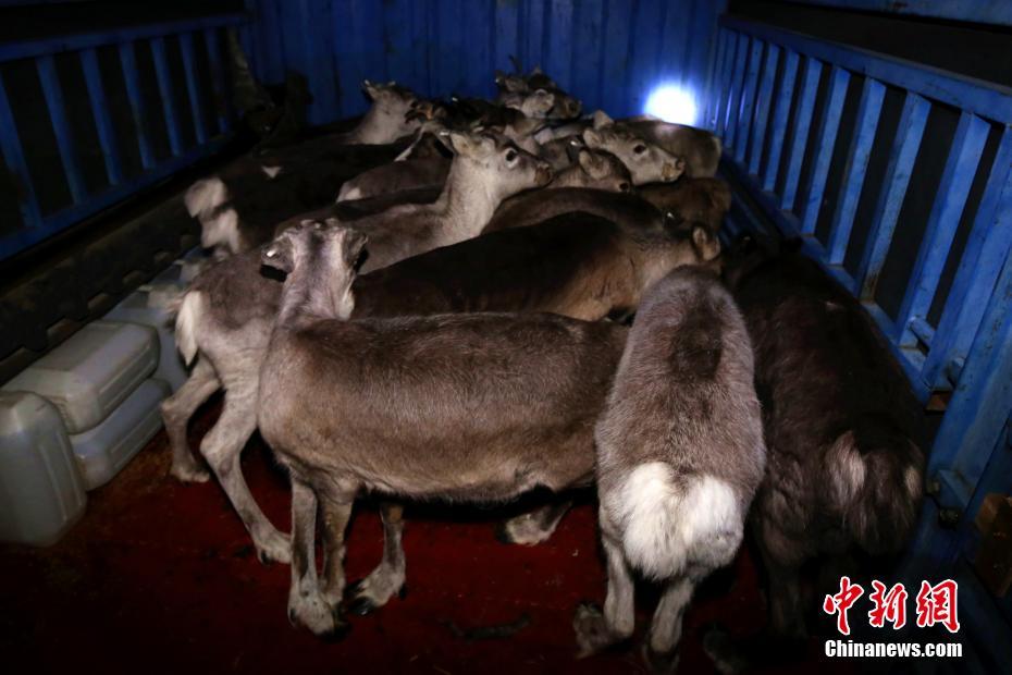 阿勒泰有本地姑娘玩吗“耳食之闻,阿勒泰有撒好玩的